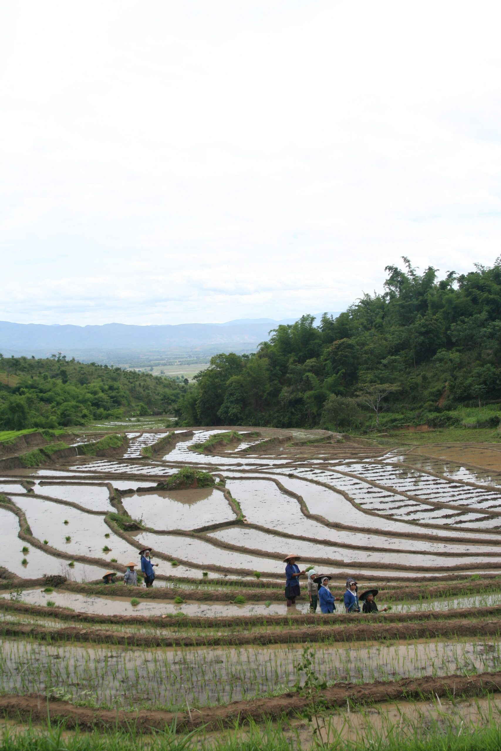 Rice patty field