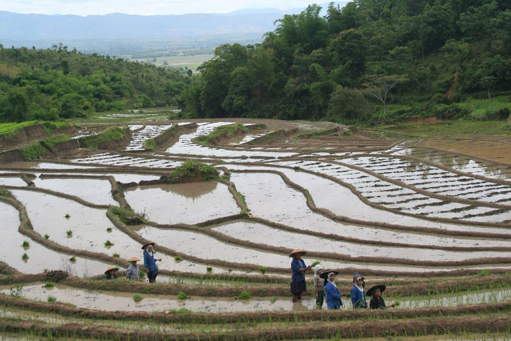 rice patty field