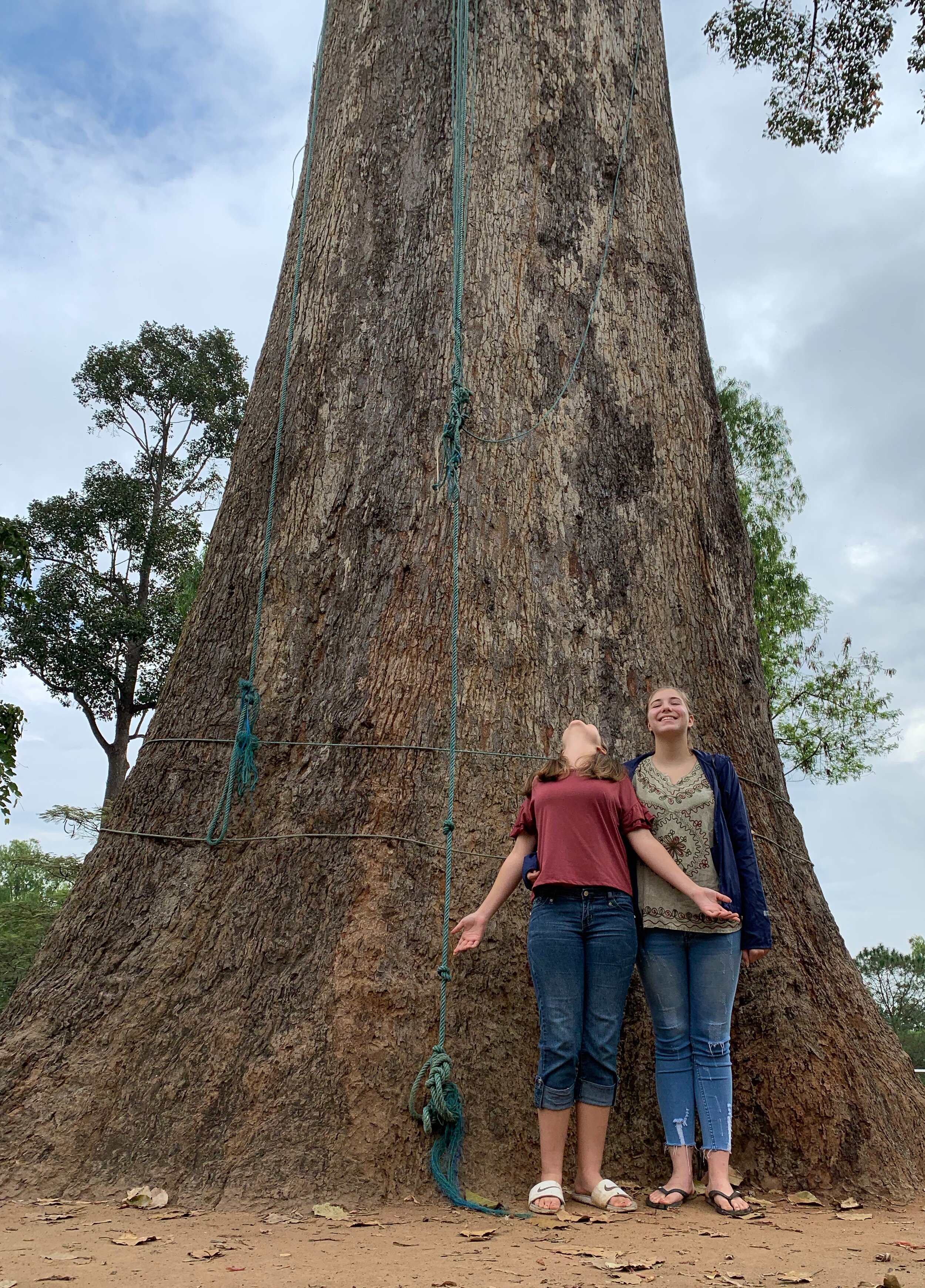 This ancient tree was planted by King Alaunphaya in Shan State, Myanmar nearly 1,000 years ago. It is about 220 ft hight and 40 ft around at the base.