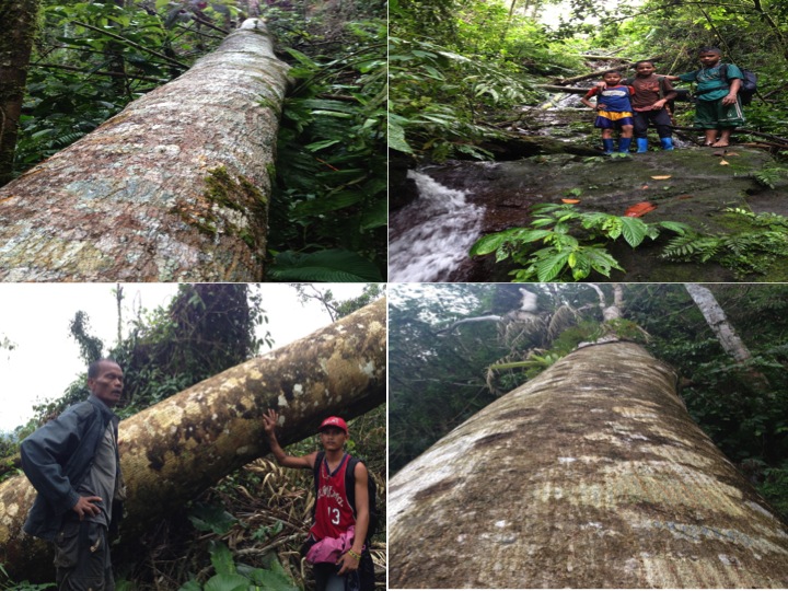 Rain Forest devastation by Typhoon Pablo